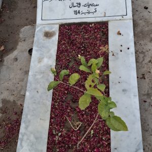 Syed Mehdi Raza Abidi